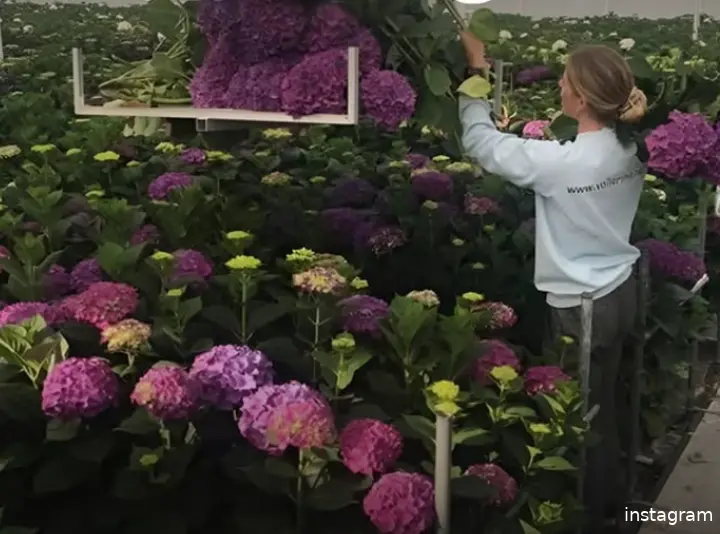demi-vollering-bloemen
