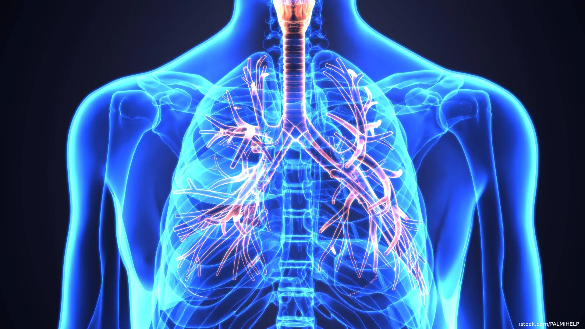 Lung illustration