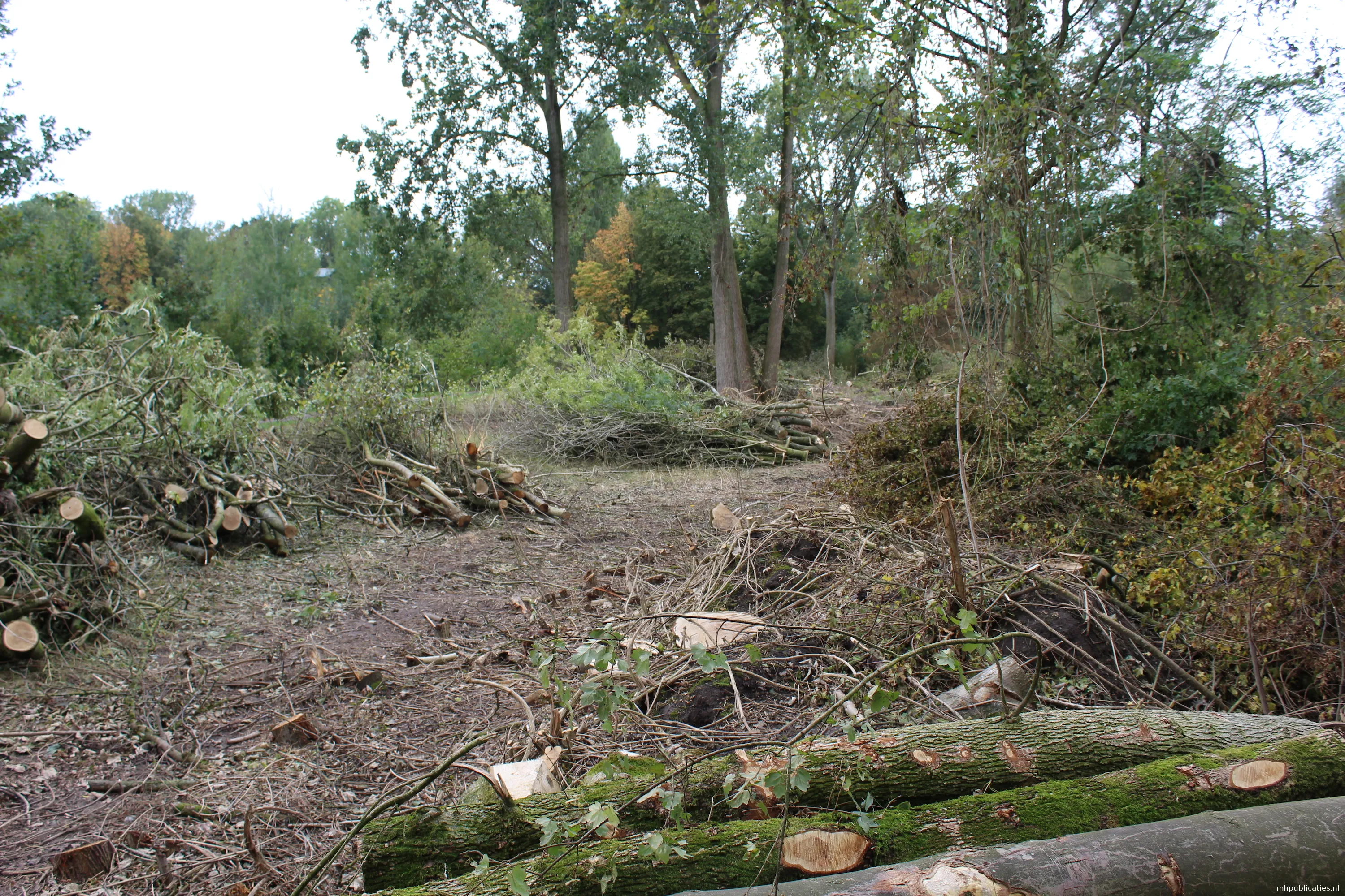 gerooide bomen in toekomstig voedselbos 2 mhpublicatiesnl