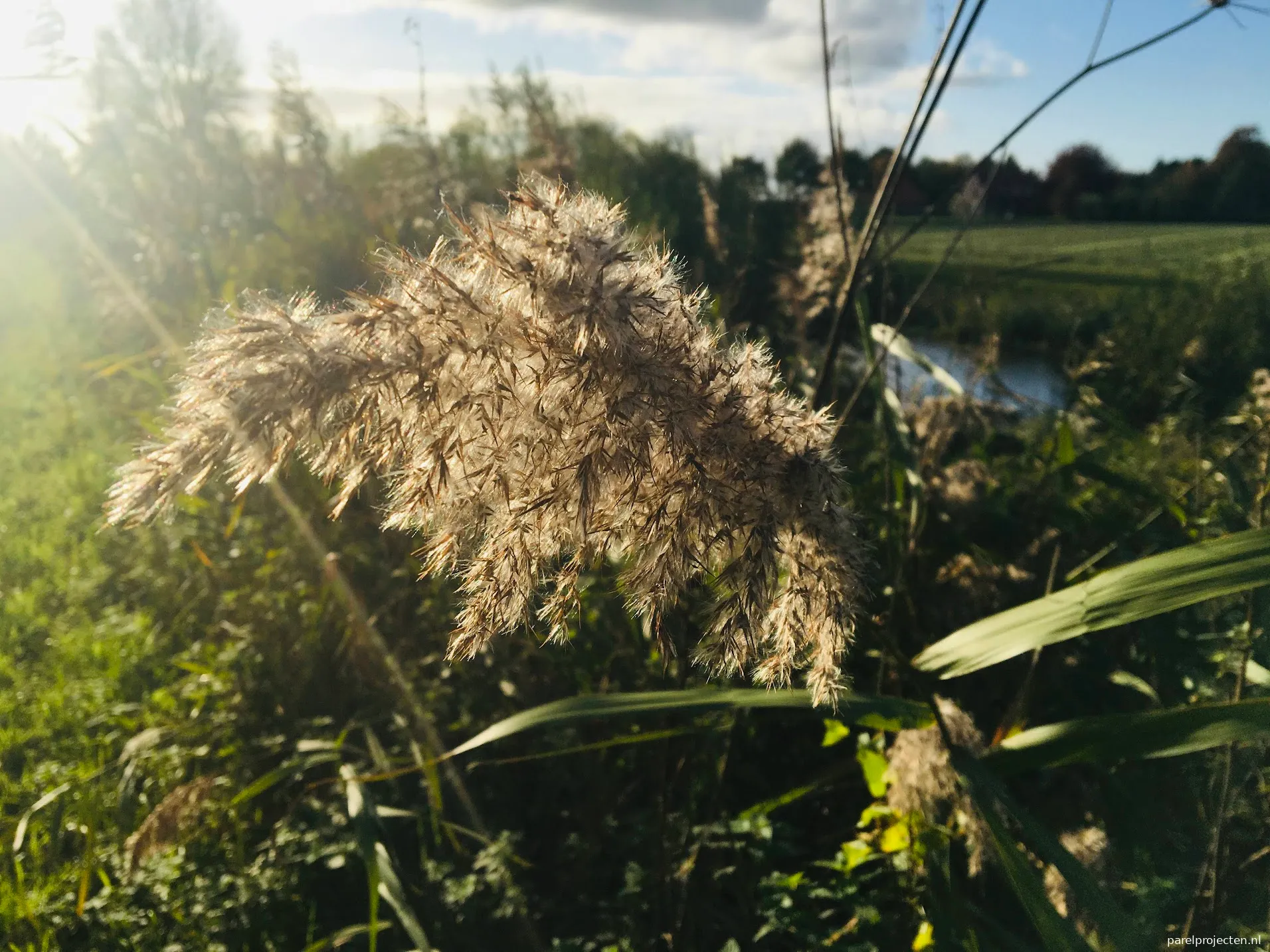 riet bloei img 7234