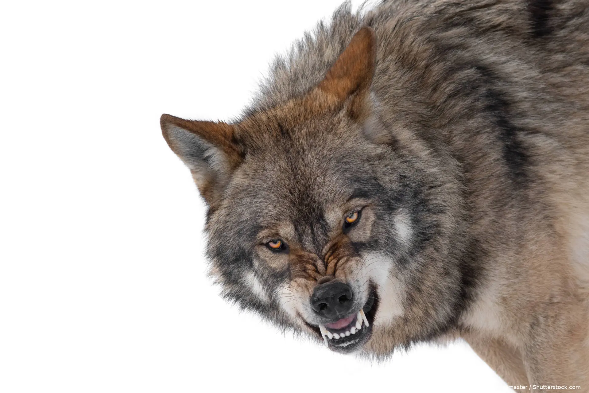 shutterstock_2401015743