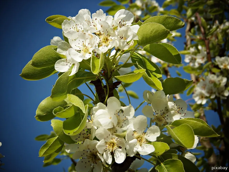 pear blossom 545711 960 720