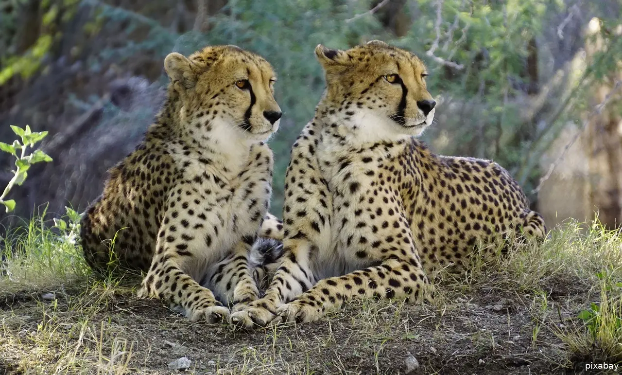 cheetah 2268955 1280