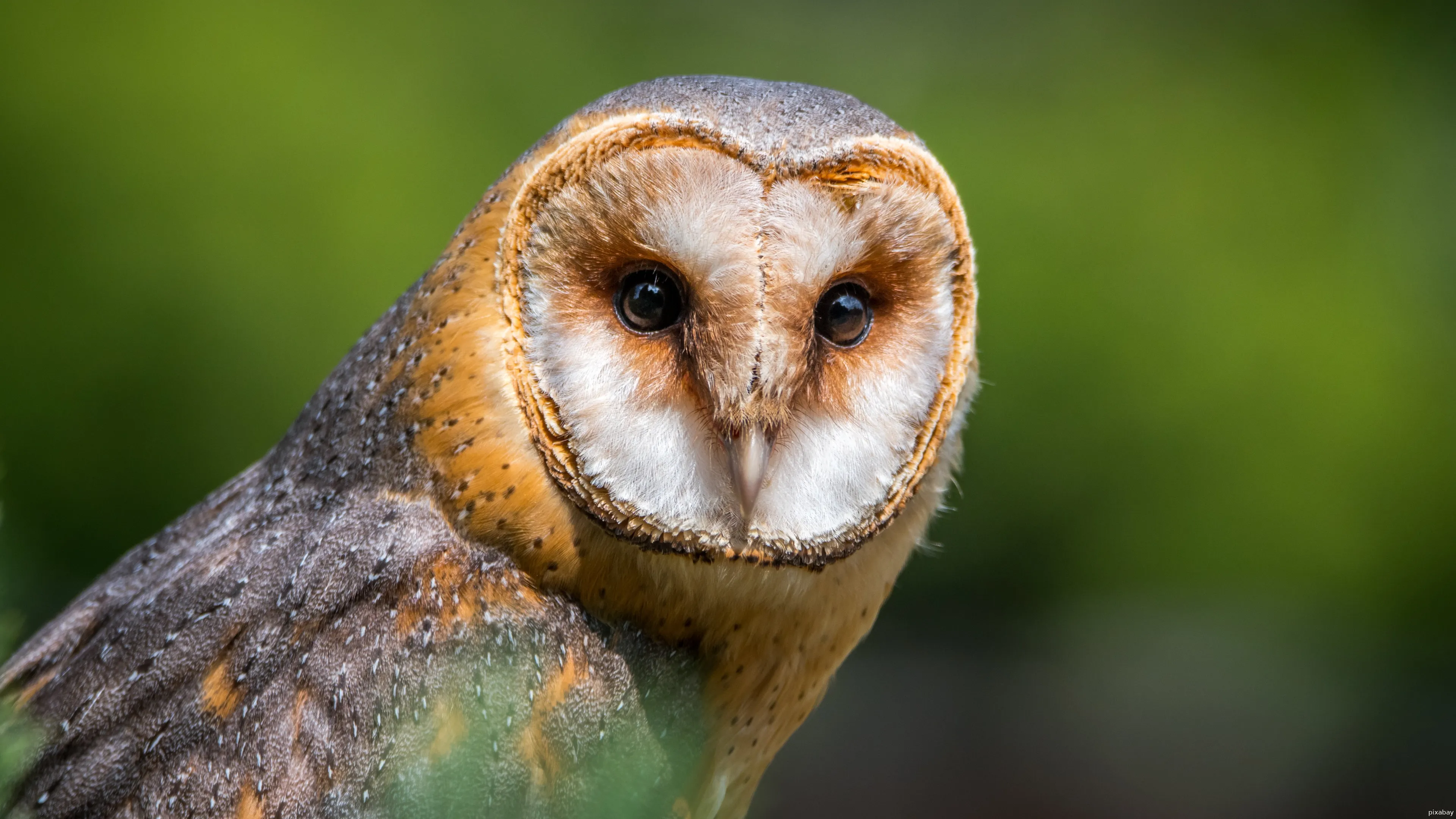 barn owl 2550068