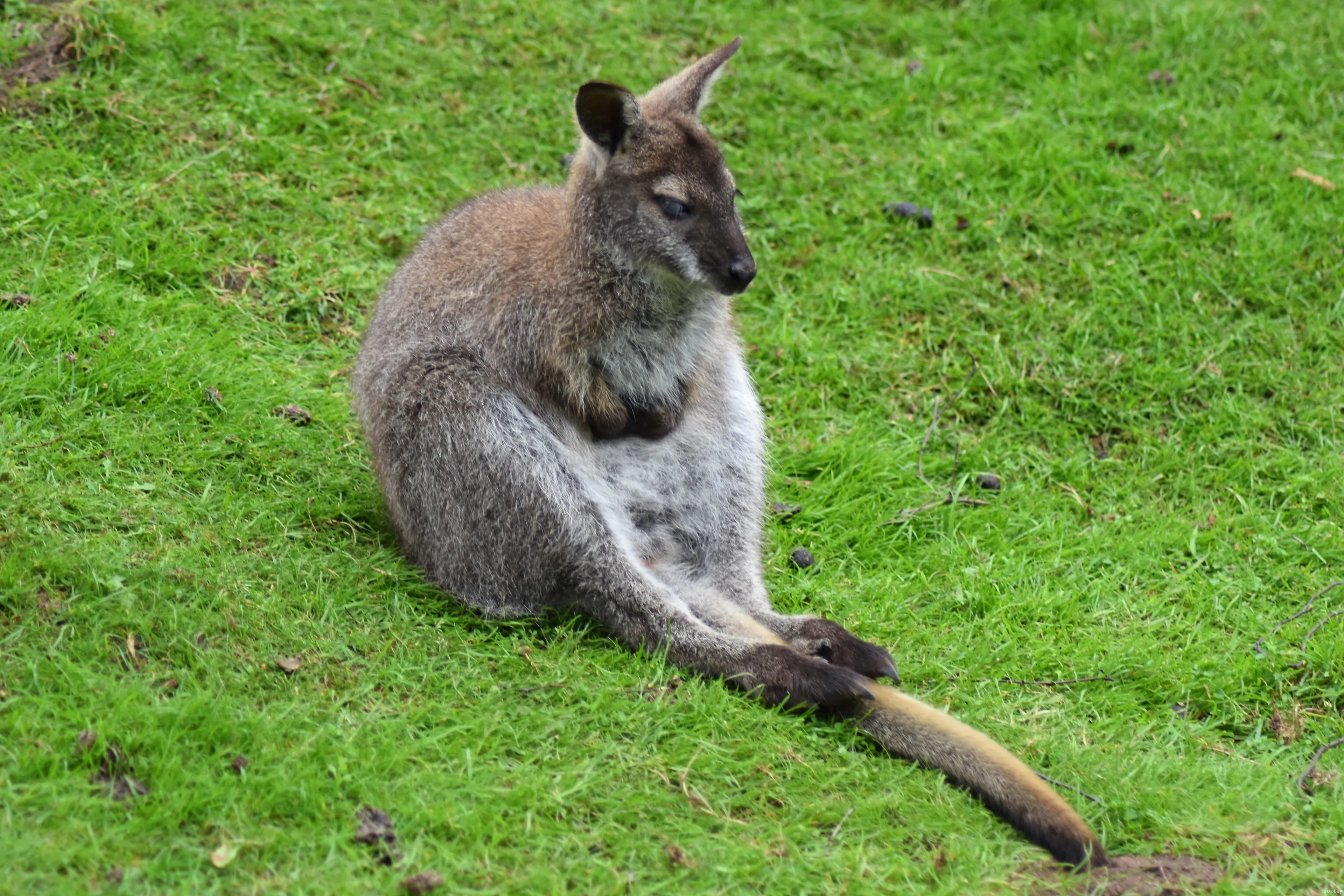kangaroo 1544350