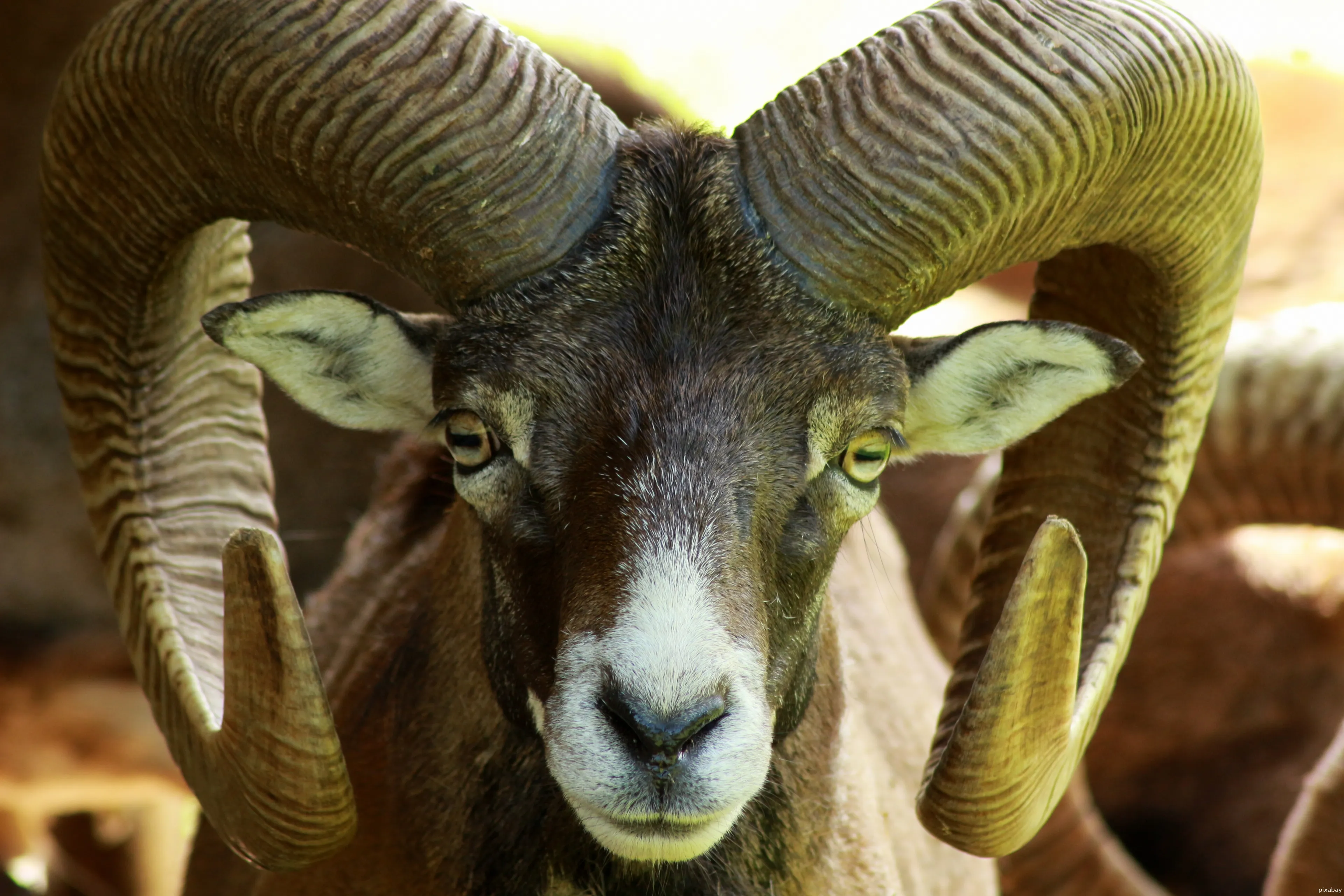 mouflon 2518875