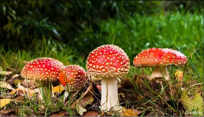 paddestoelen pixabay