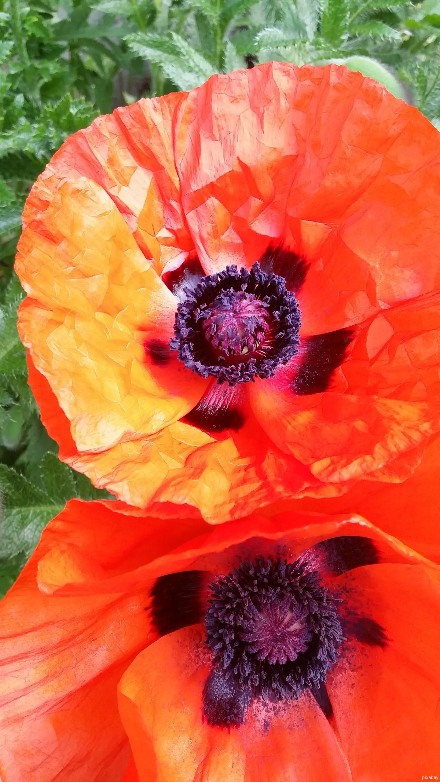 poppies 1037614