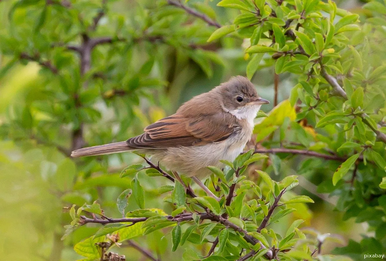 common whitethroat 5473624 1280