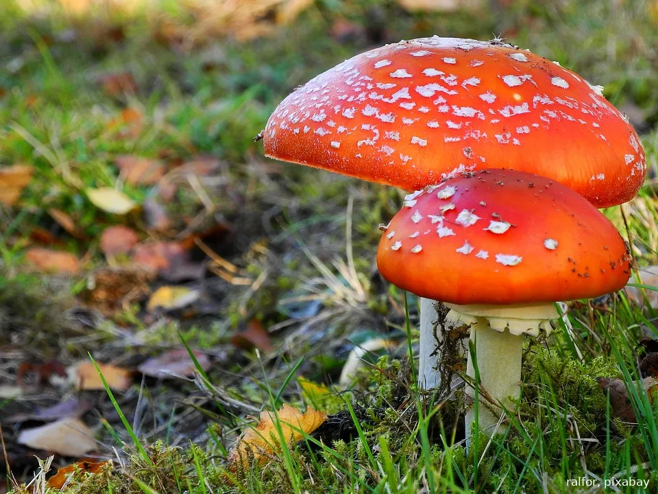 paddestoelen ralfor pixabay