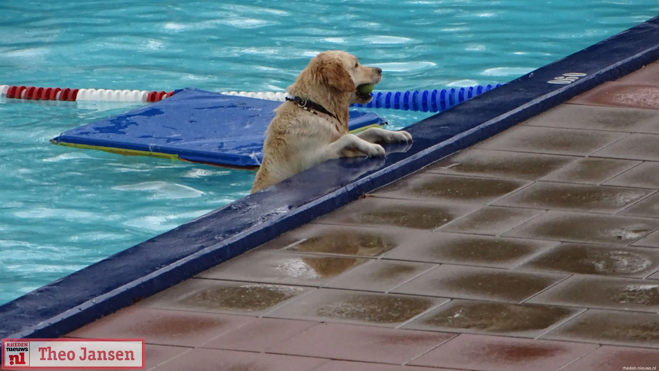 hondenzwemmen openluchtzwembad rheden 2022 11