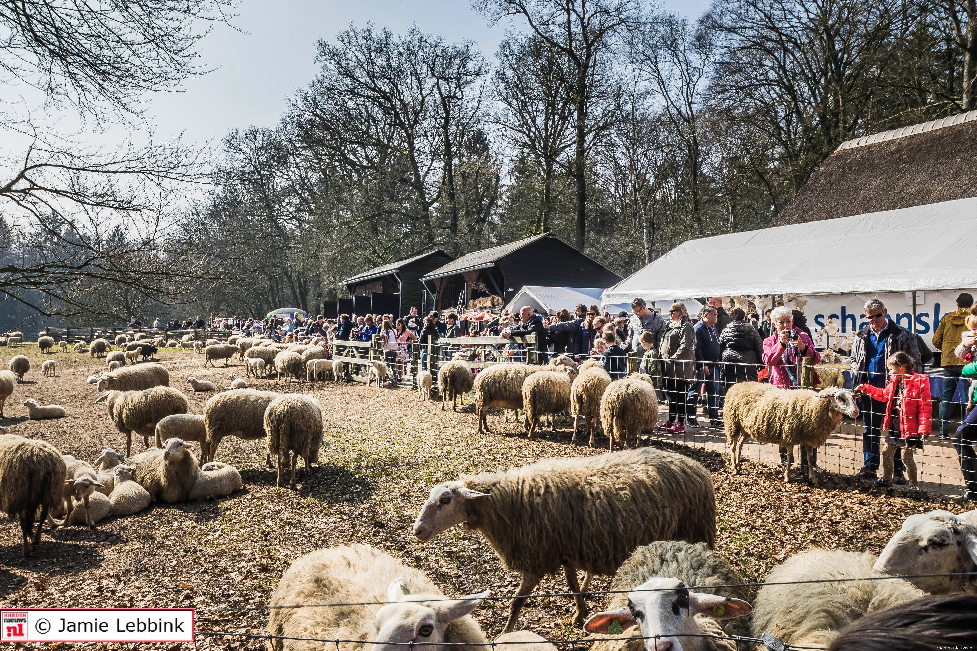 lammetjesdag rhedense schaapskudde 2018 6