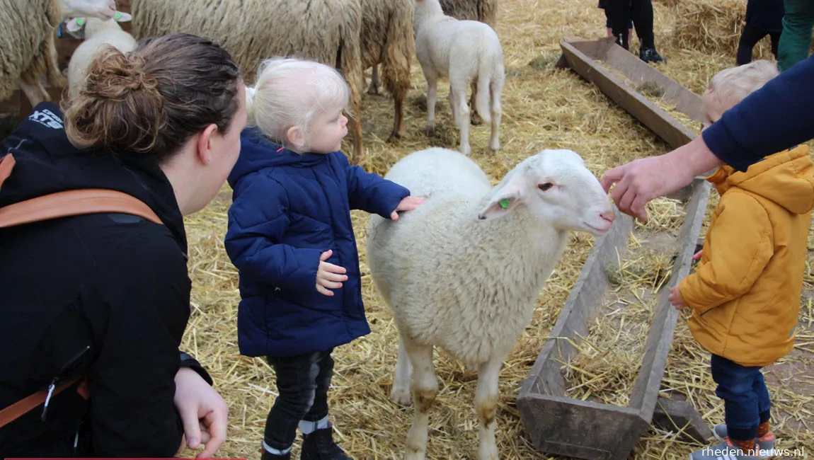 lammetjesdag rhedense schaapskudde 2019 15