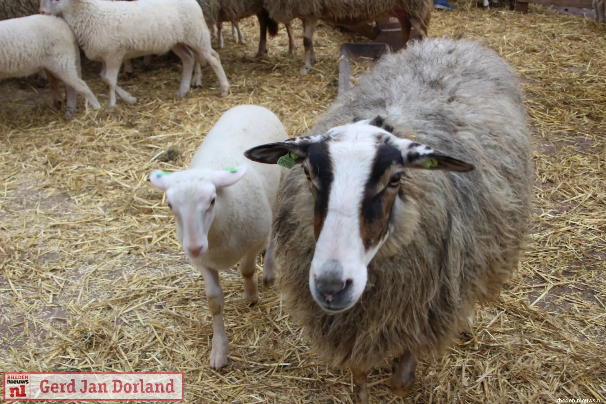 lammetjesdag rhedense schaapskudde 2019 25