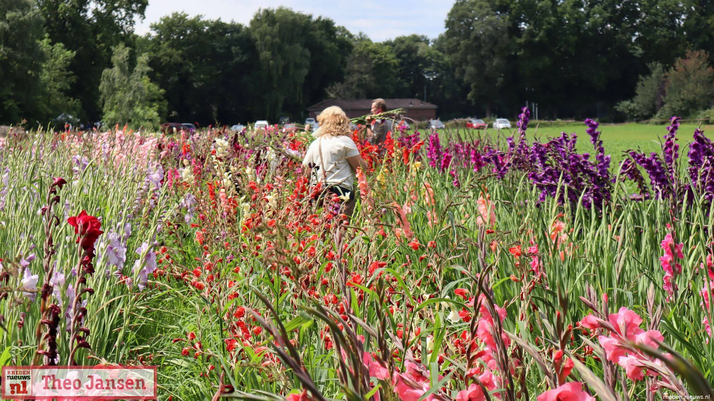 Gladiolenfestival in Laag-Soeren