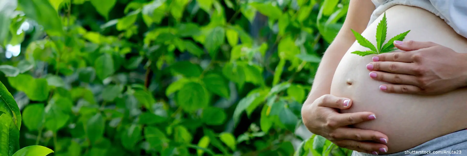 Pregnant belly with cannabis leaf