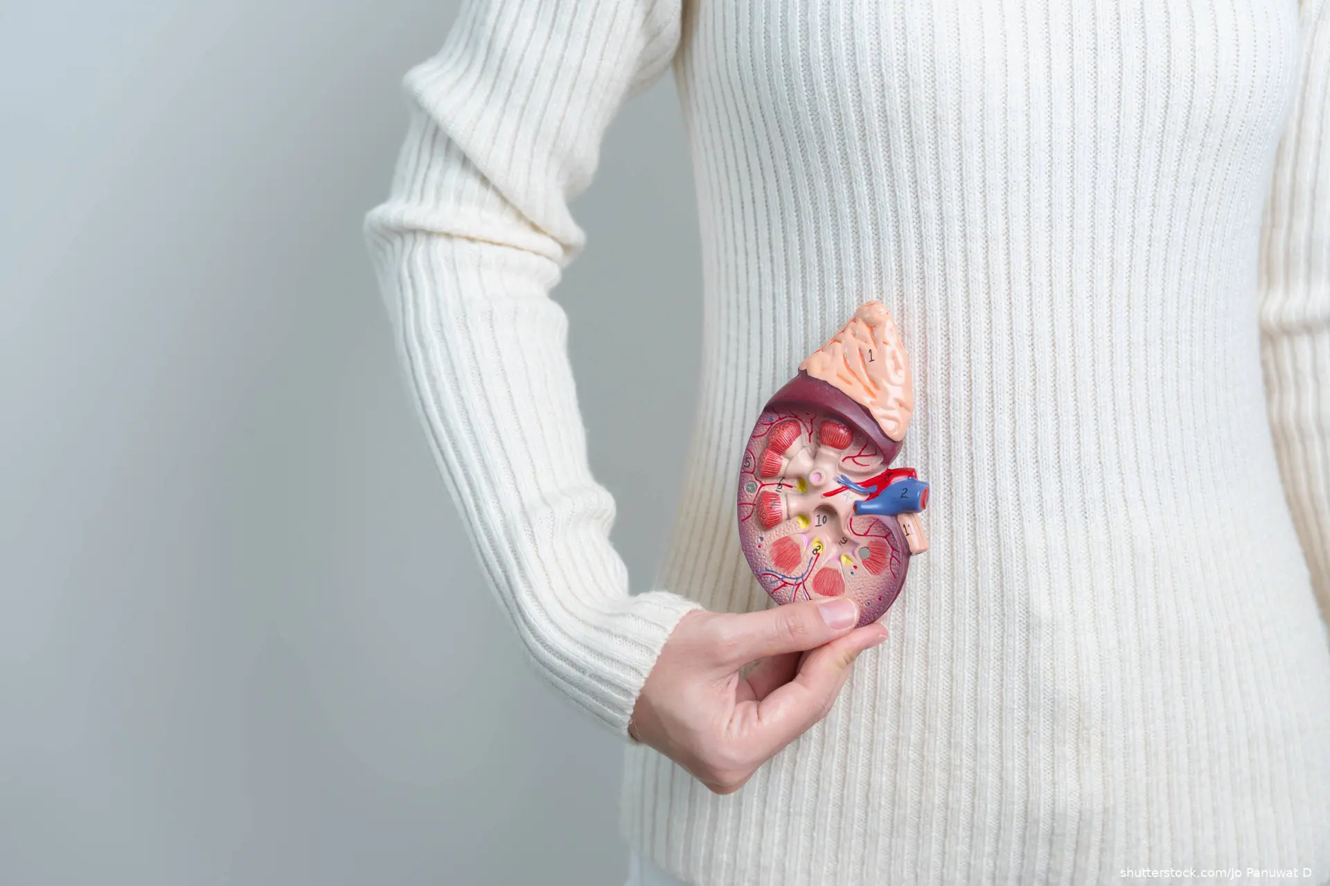 Woman holding Anatomical human kidney