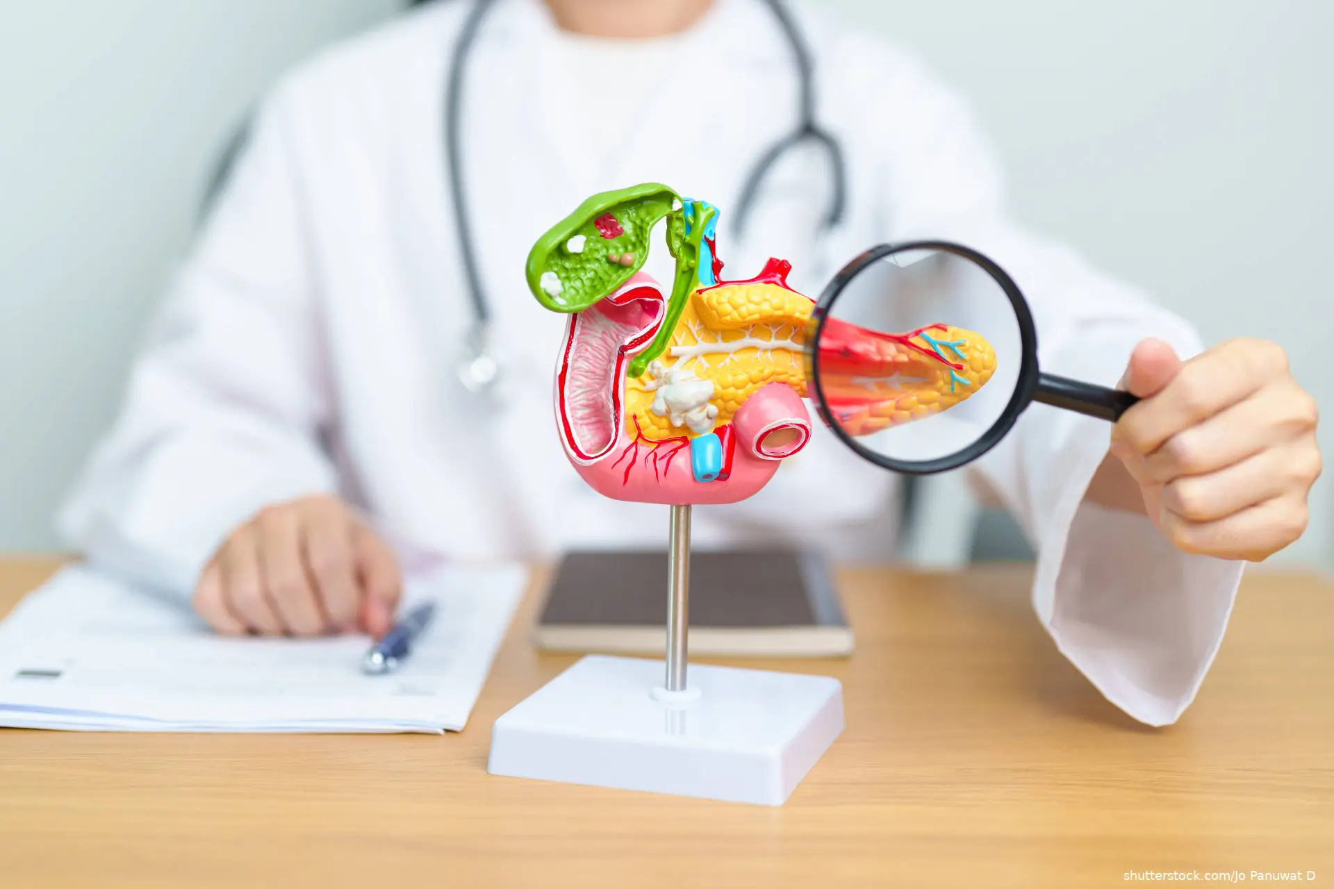anatomical model demonstrating pancreatitis