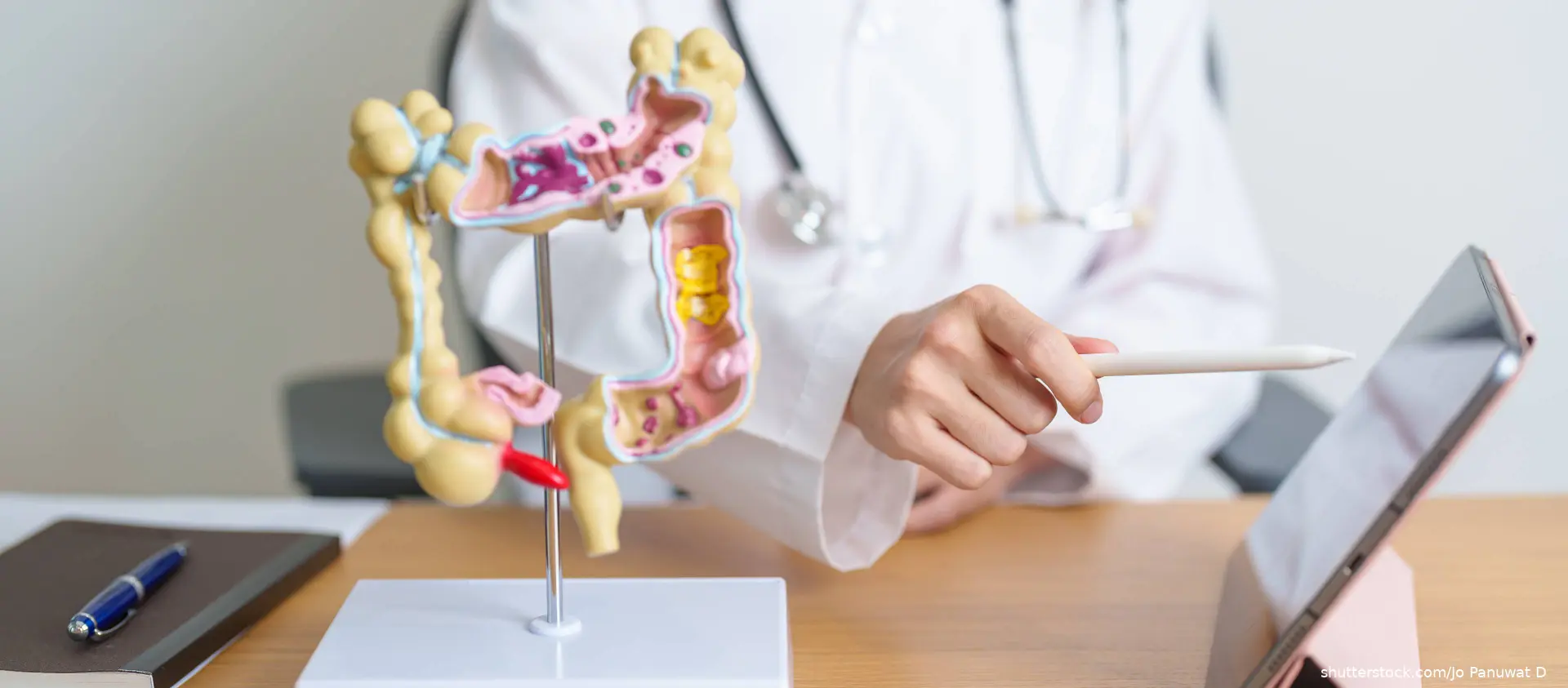 Doctor with human Colon anatomy model and tablet shutterstock_2467013749