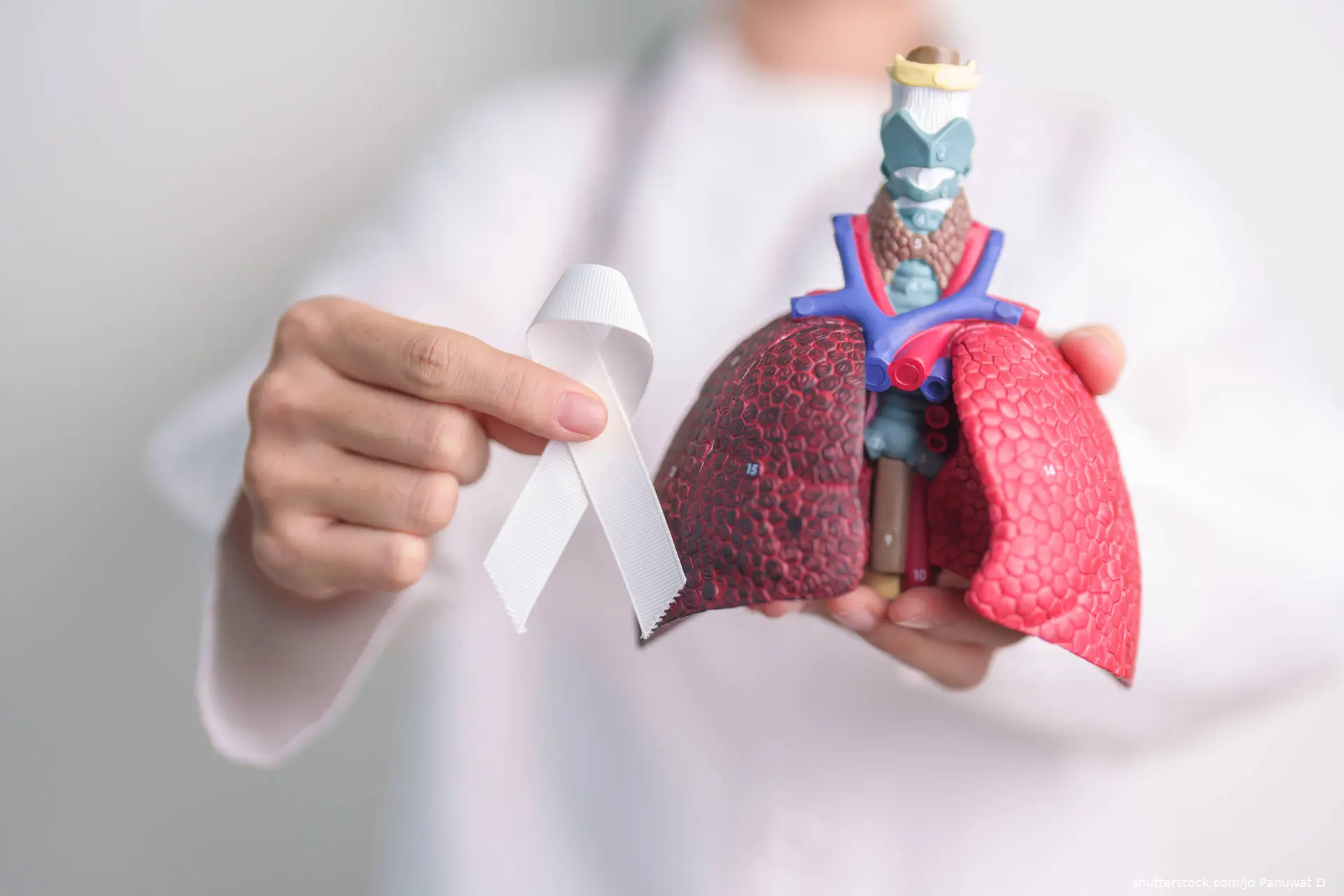 hand holding white ribbon and lung cancer model