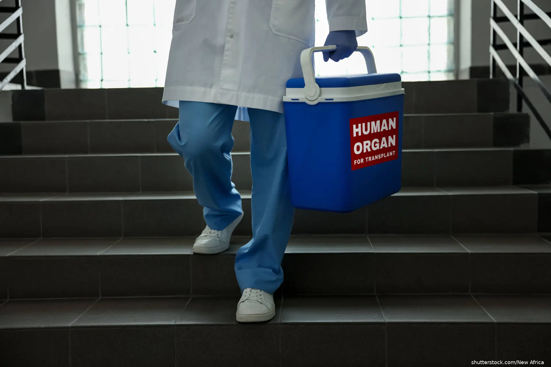 doctor holding cooler with huiman organ written on the side
