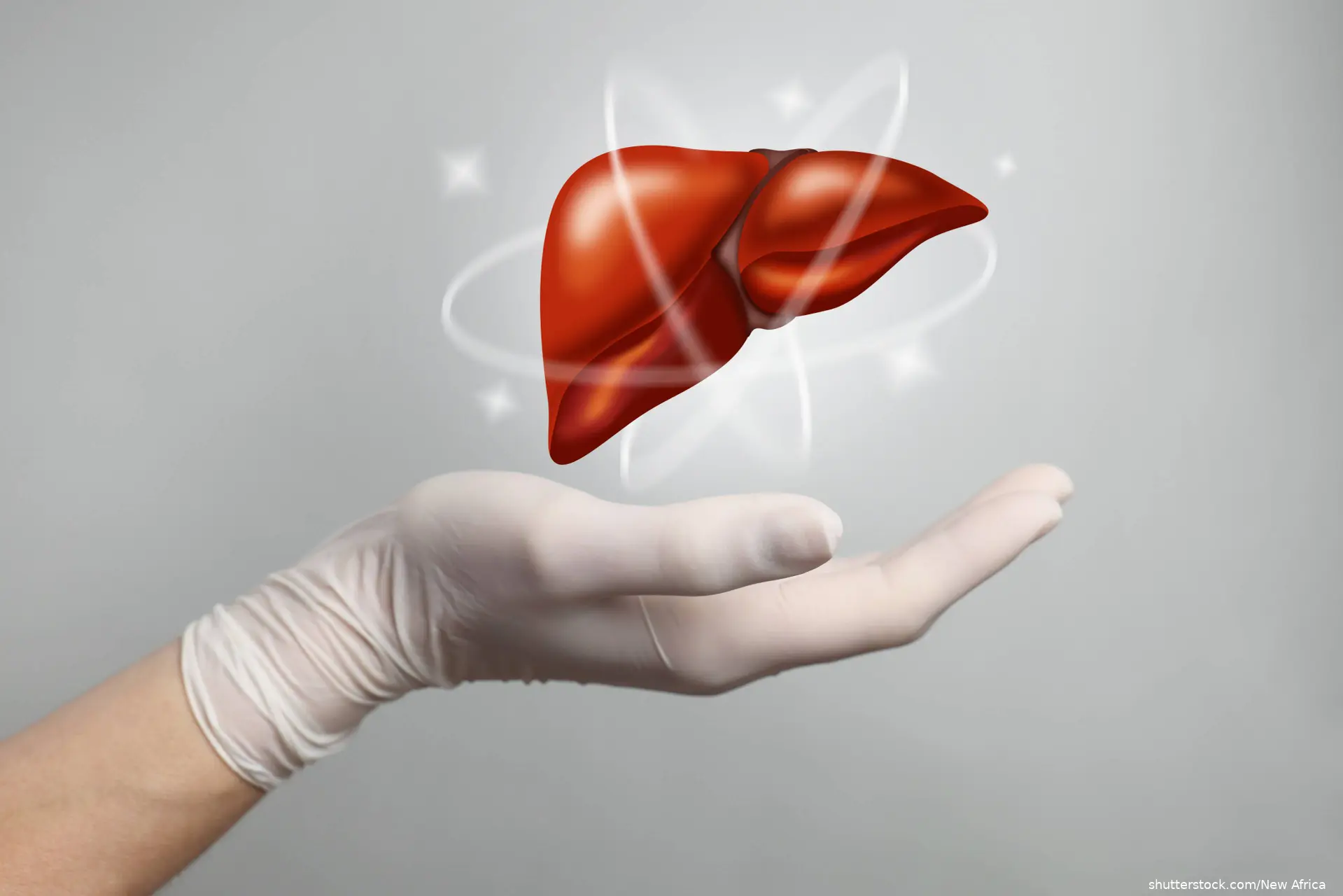 Doctor holding illustration of liver