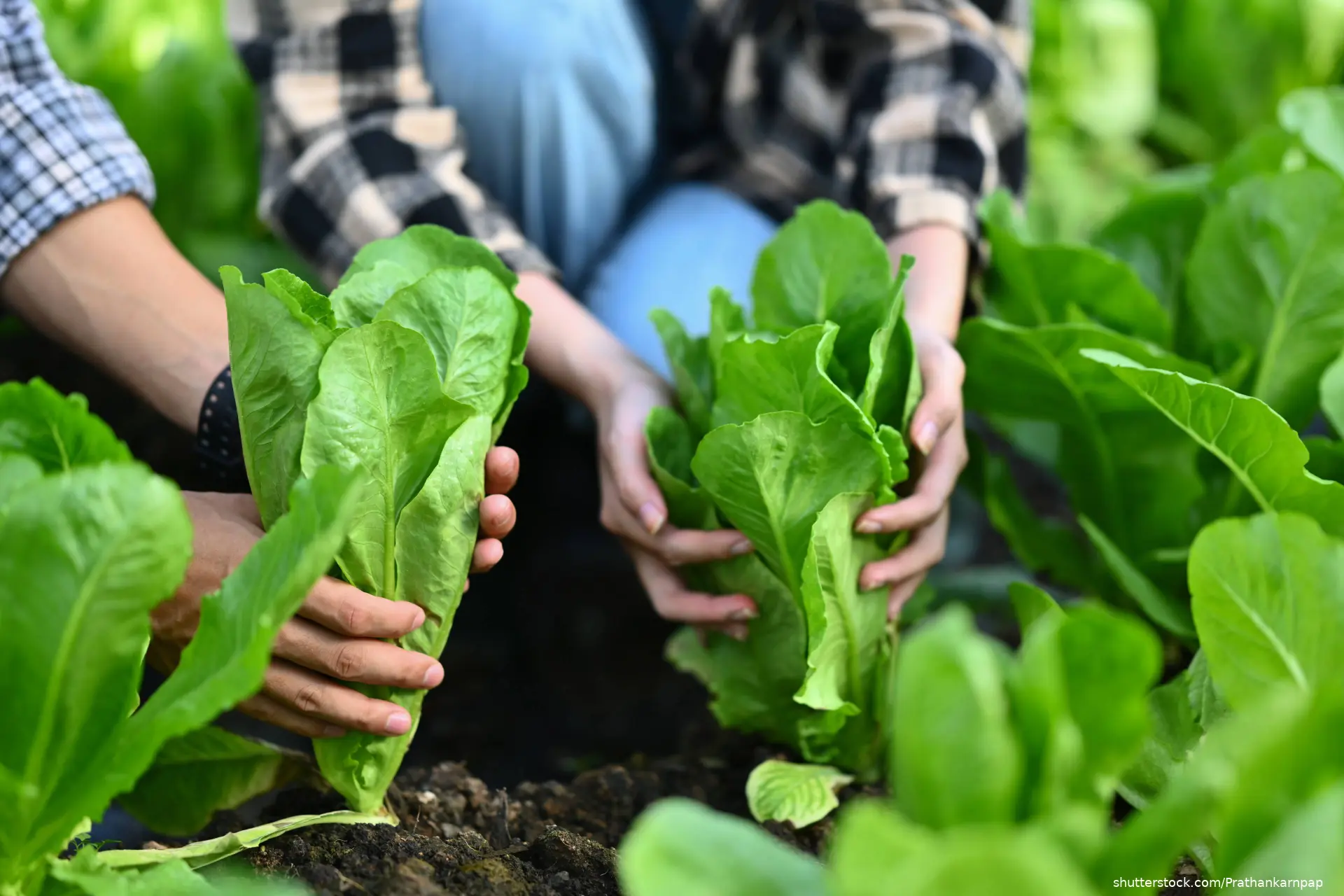 2 people picking lettuce