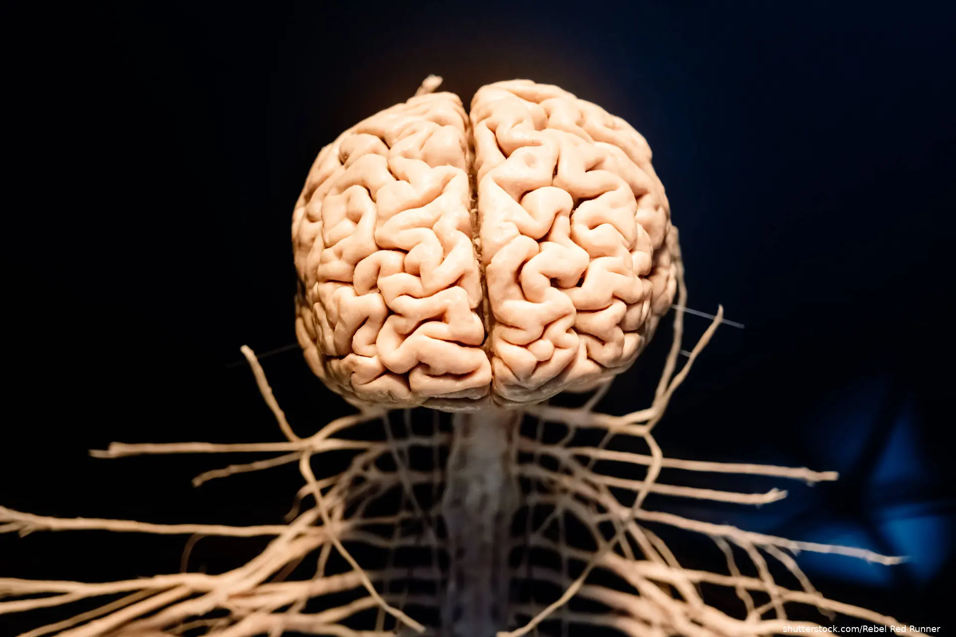 Representation of a brain and the nerve links that go down the spinal cord