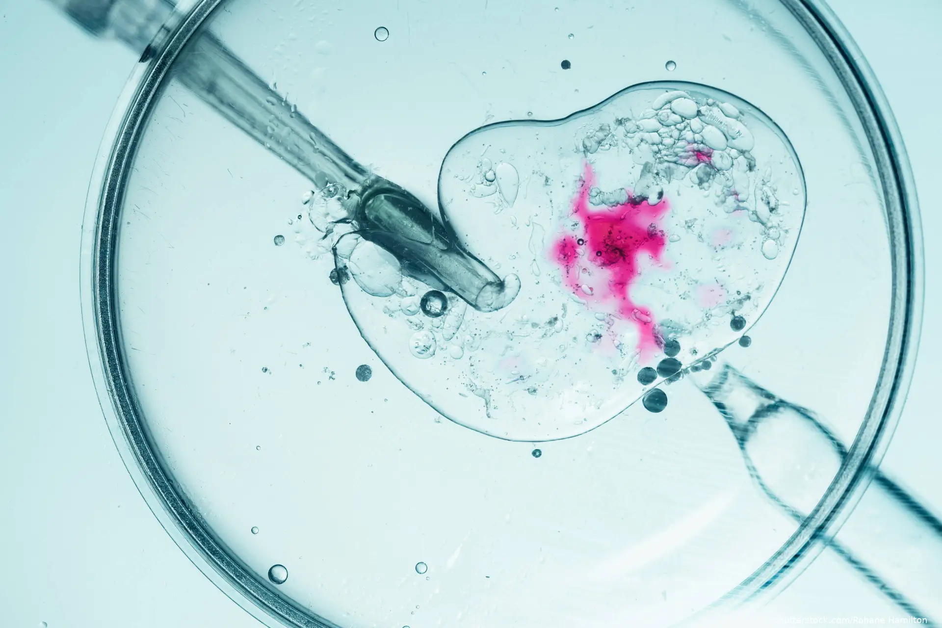 Close-up of in vitro fertilization in a petri dish