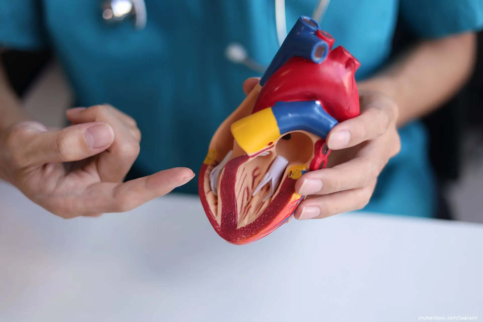 Doctor using heart model to explain heart valves