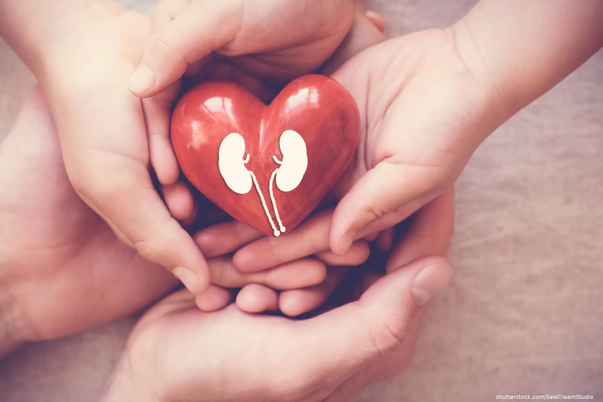 Hands holiding red heart with kidney on heart