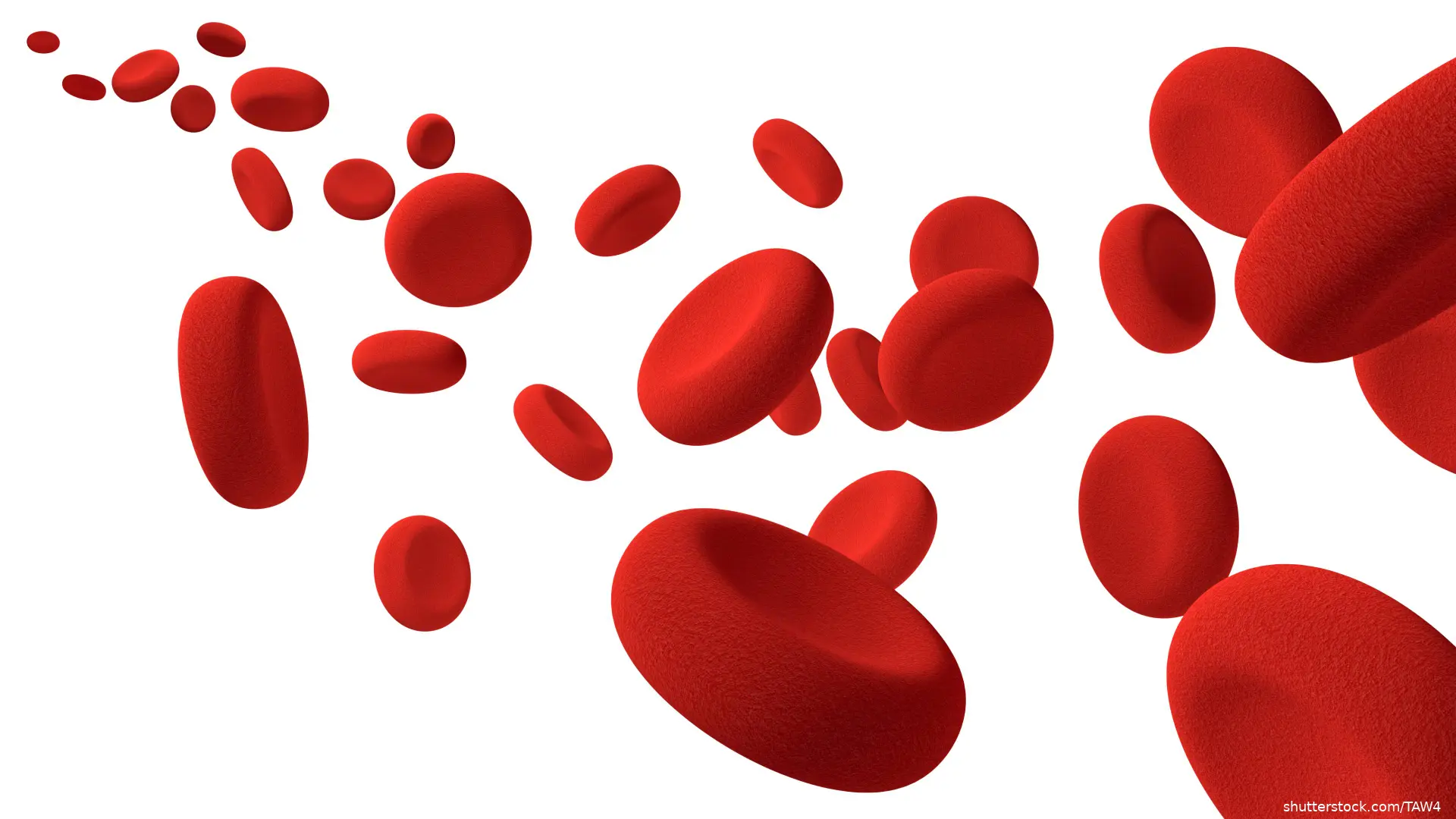 Red blood cells, 3D render isolated on white