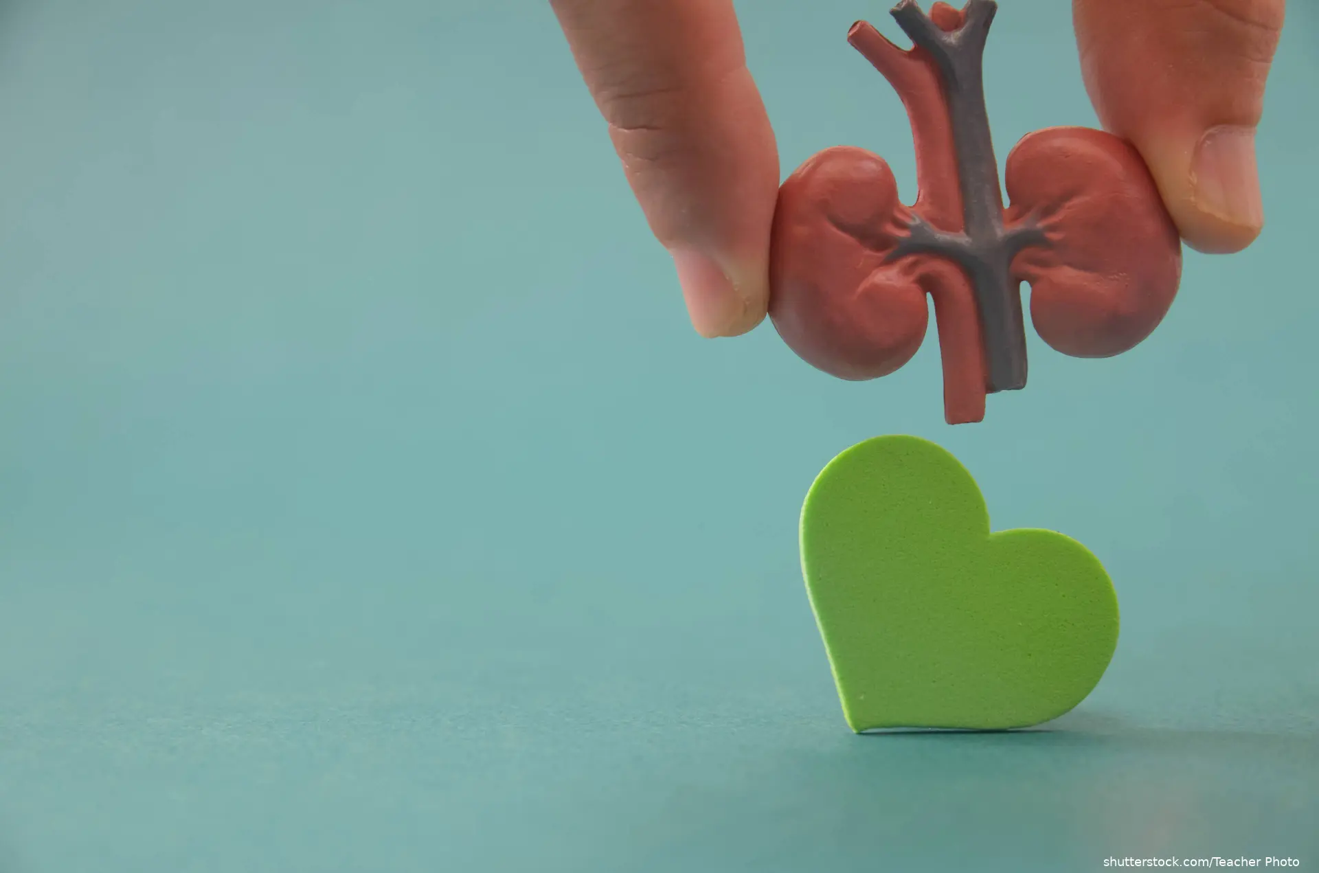 fingers holding kidneys over a green heart