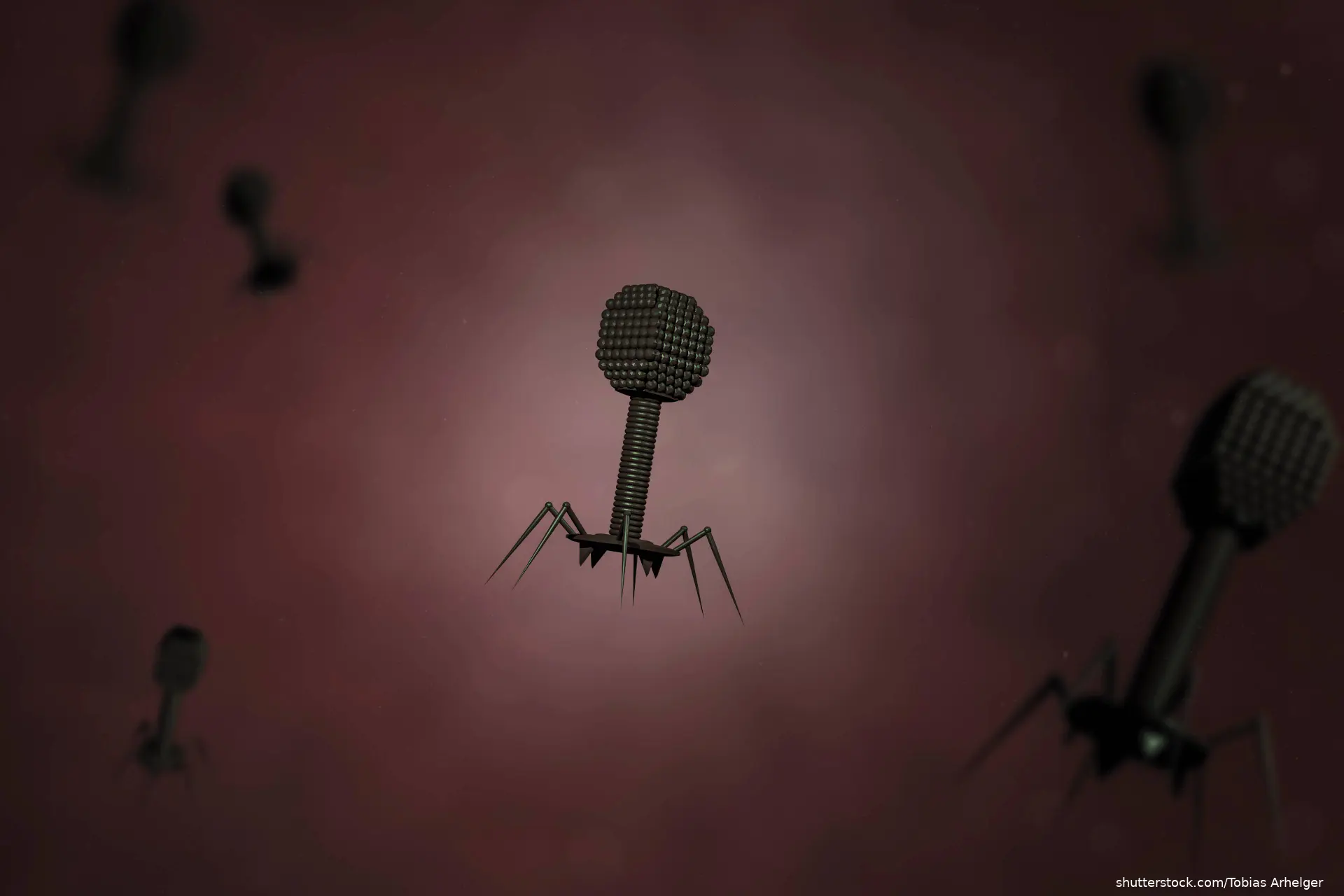 bacteriophage image