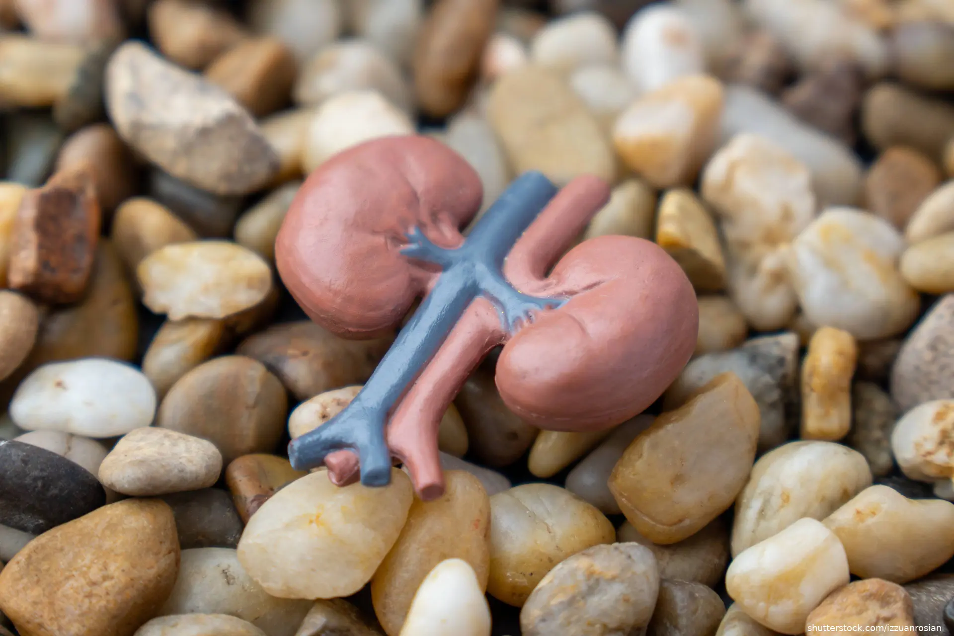 figure of kidneys lying on stones