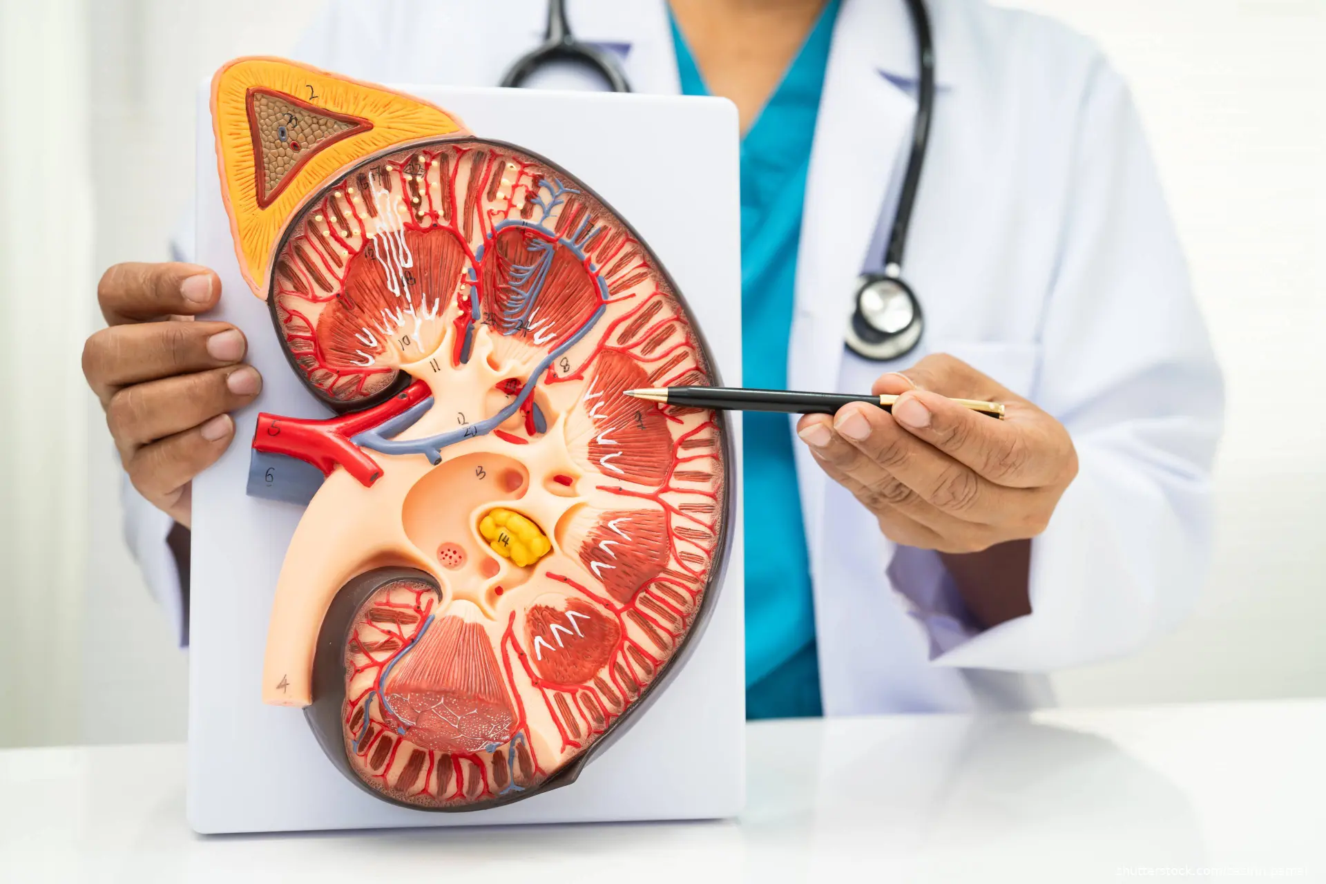 doctor pointing to kidney mode