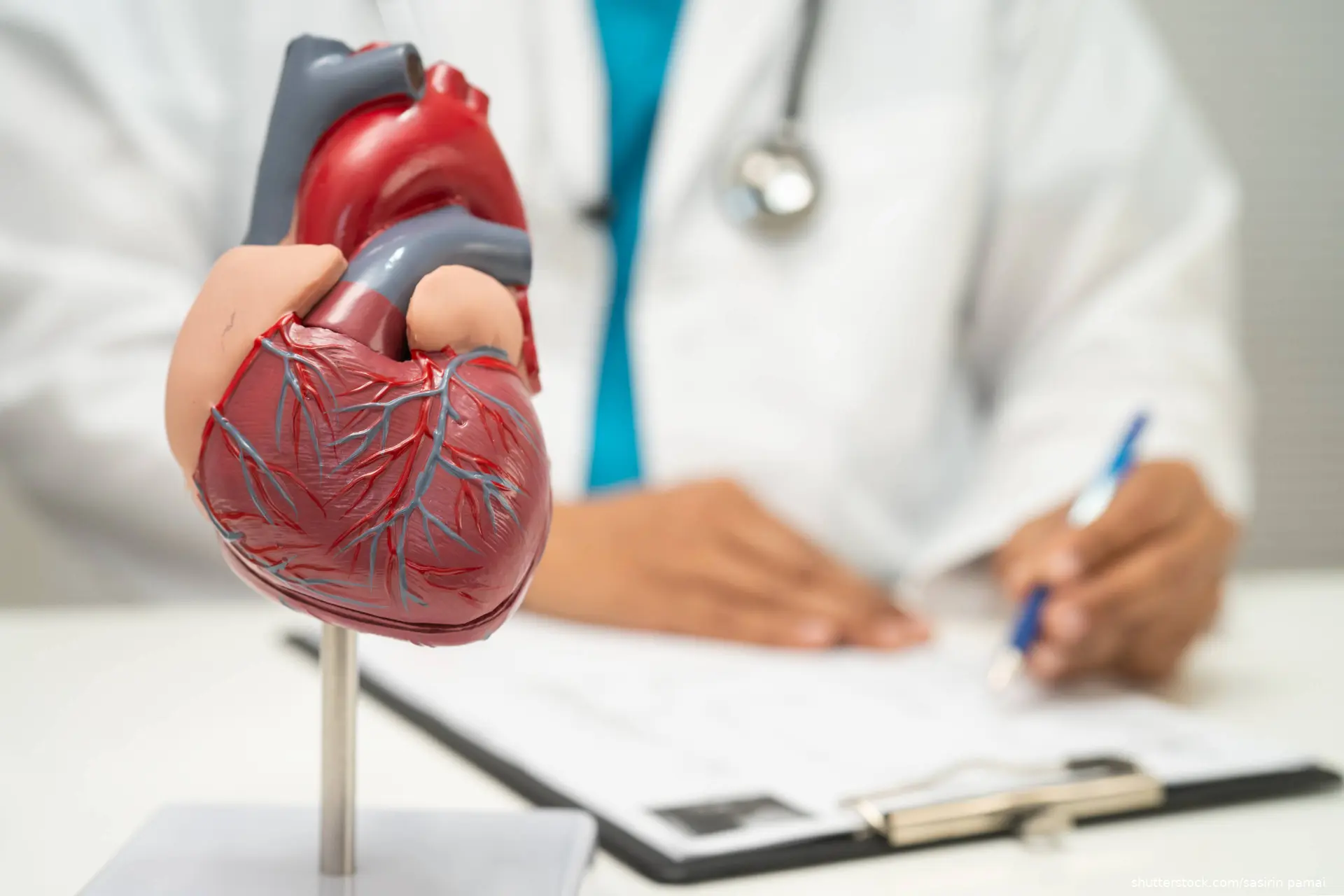 doctor with heart human model.