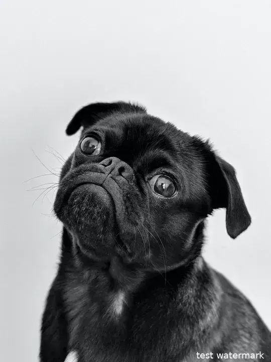 puppy 65b9e274dc9fc