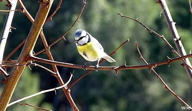 wiki cyanistes caeruleus mesange bleue 05