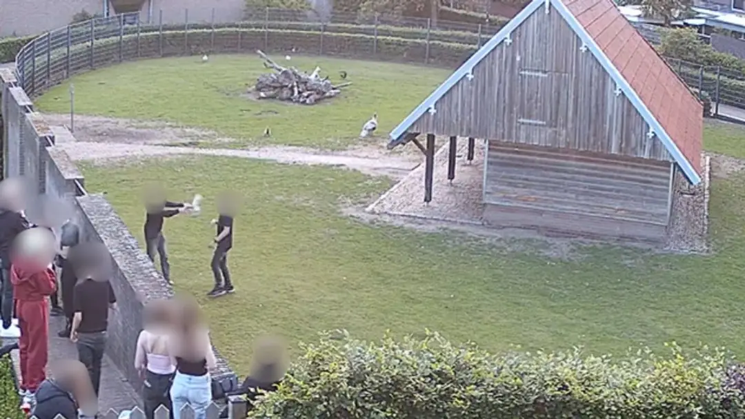 Bewakingsbeelden Hertenkamp Mierlo