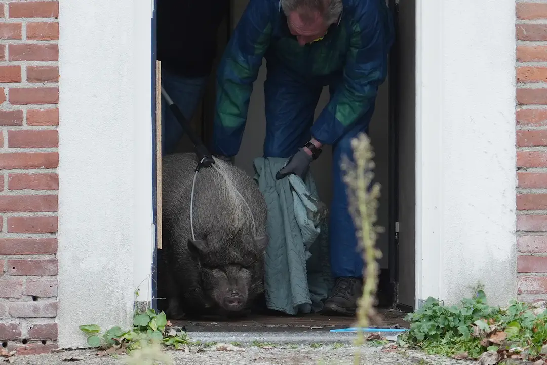 Verwaarloosd varken ontdekt in Rijtjeshuis