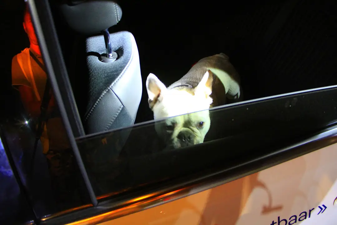 Hondje tesla