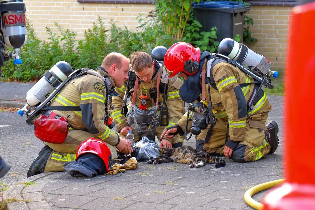 Kat brandweer