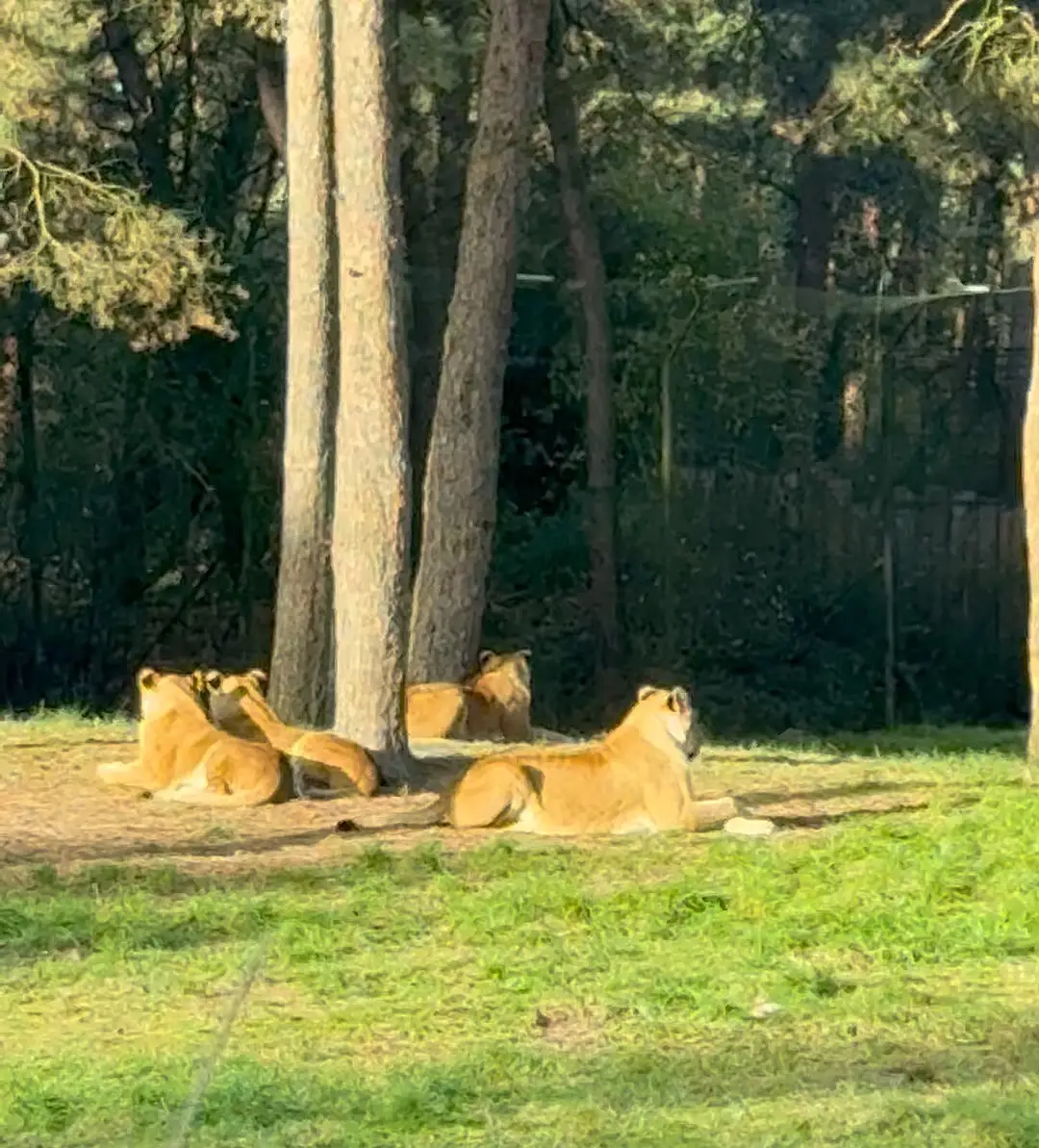 Beekse Bergen