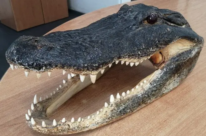 krokod