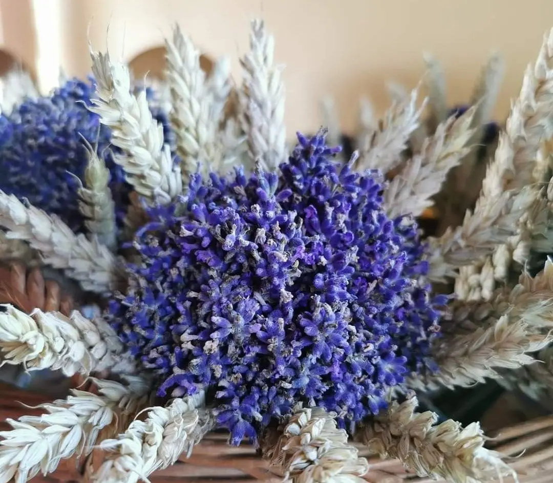 levandu puokste