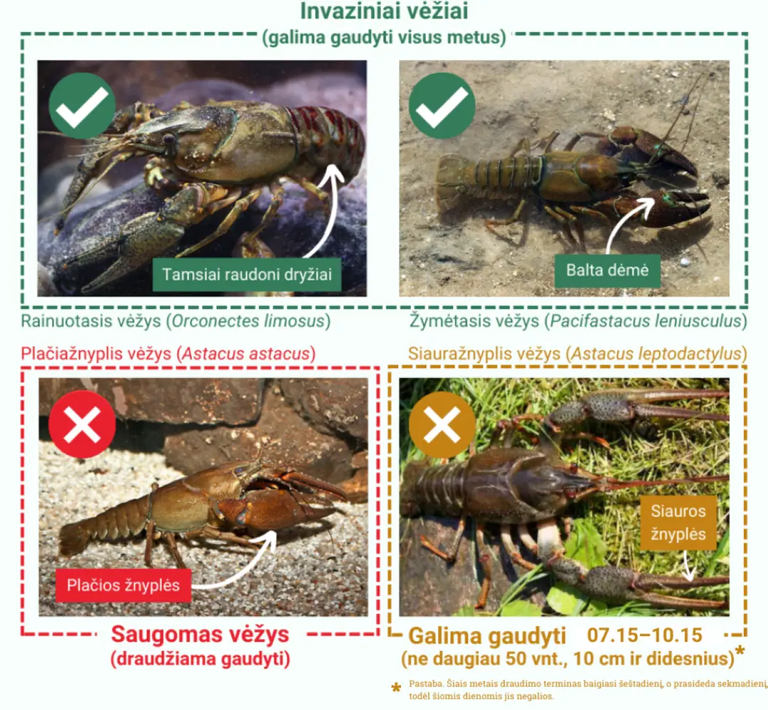 vezkoreguotas11ss