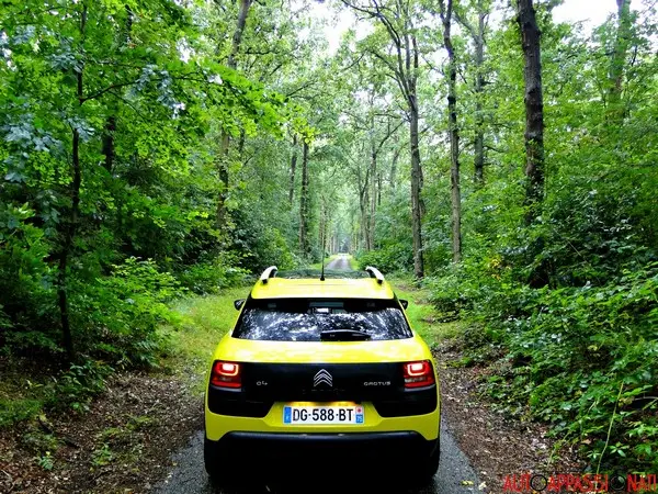 C4 Cactus 06