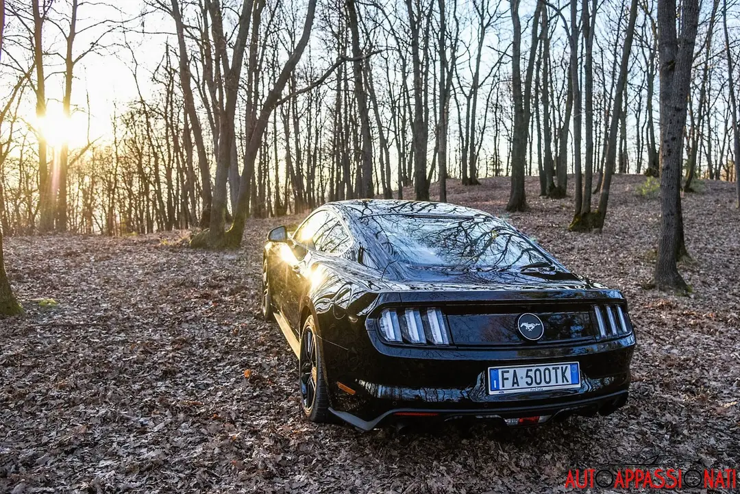 mustang