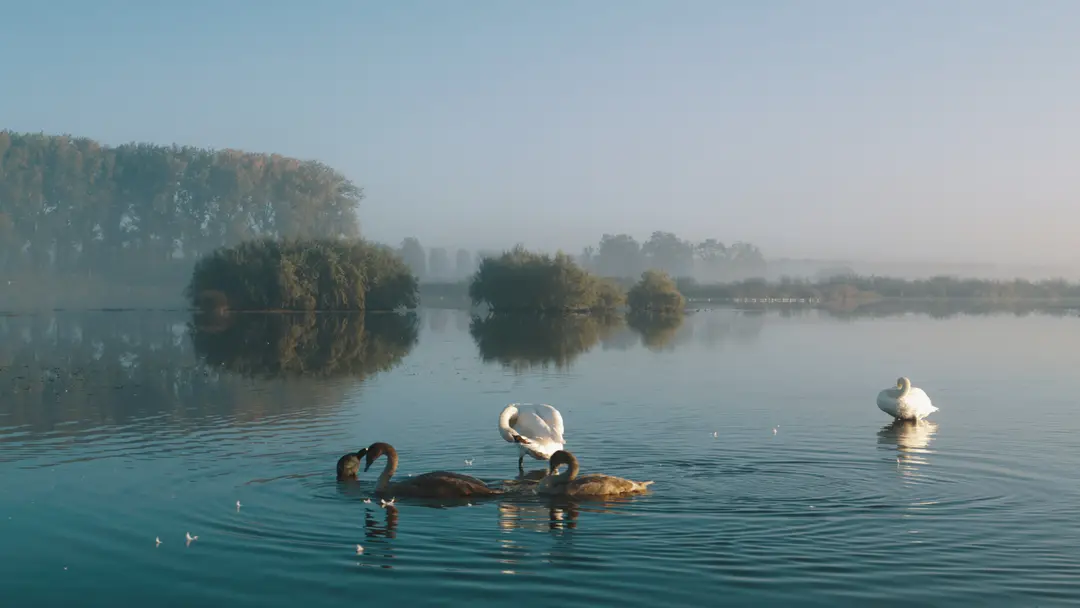 de biesbosch natuur in beweging 1271